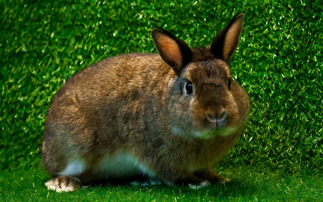Mini Satin rabbits