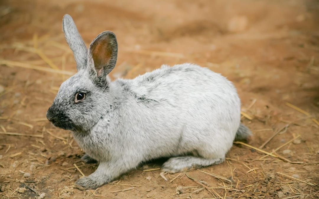 Silver rabbits