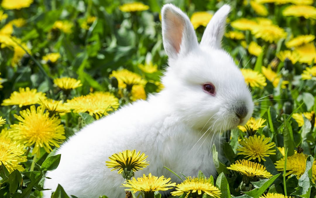 15 Flowers that Rabbits like to Eat