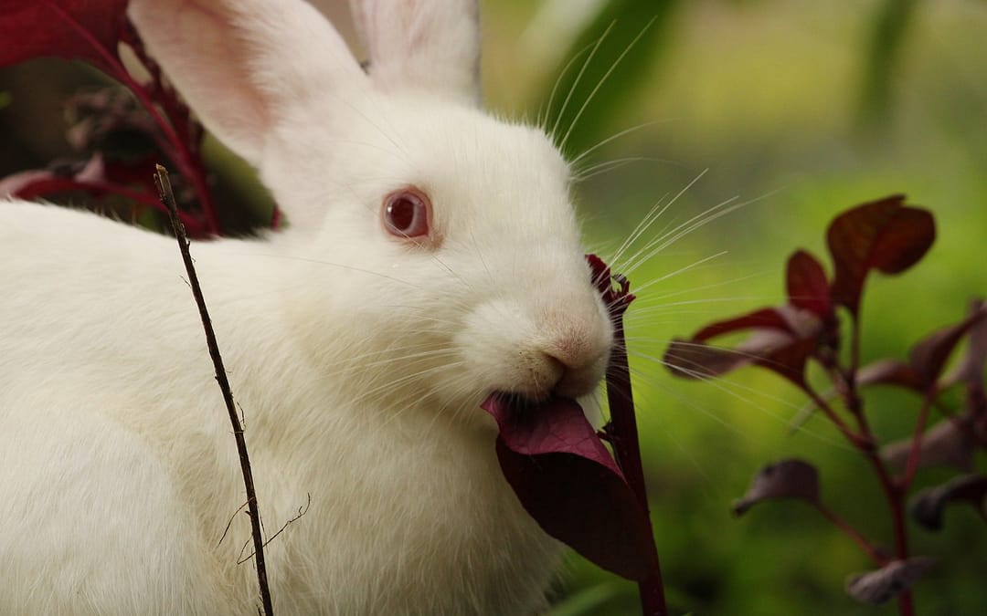 Plants Toxic to Rabbits