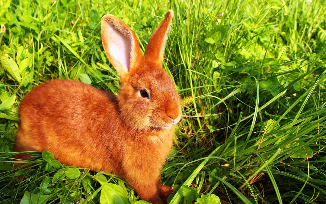 New Zealand rabbit breed