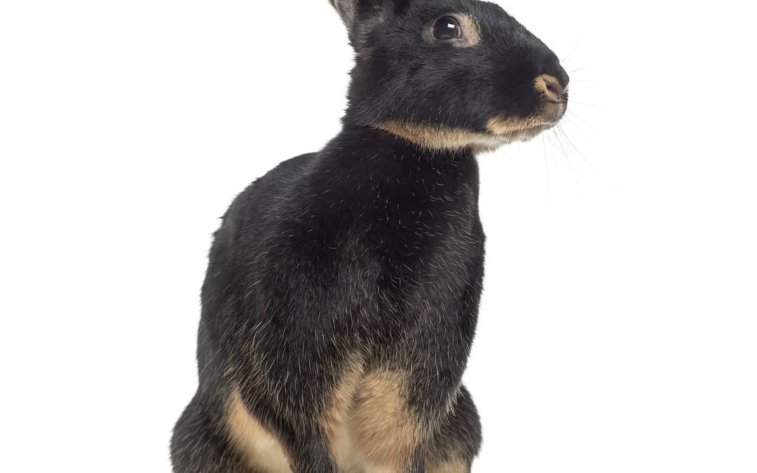 Belgian Hare rabbit