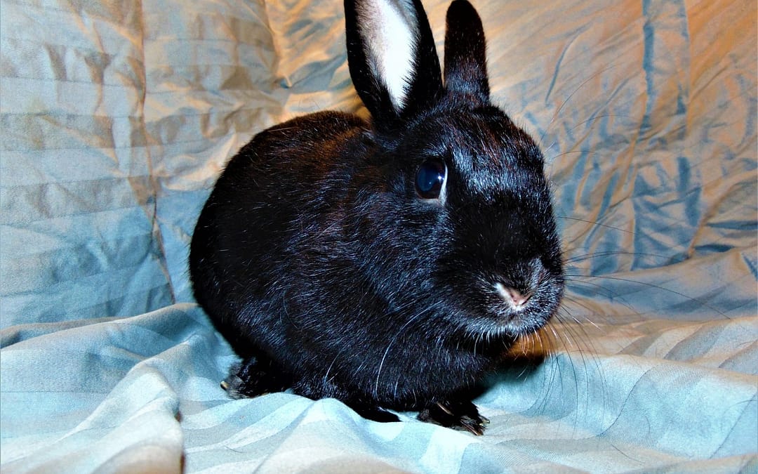 Havana rabbit