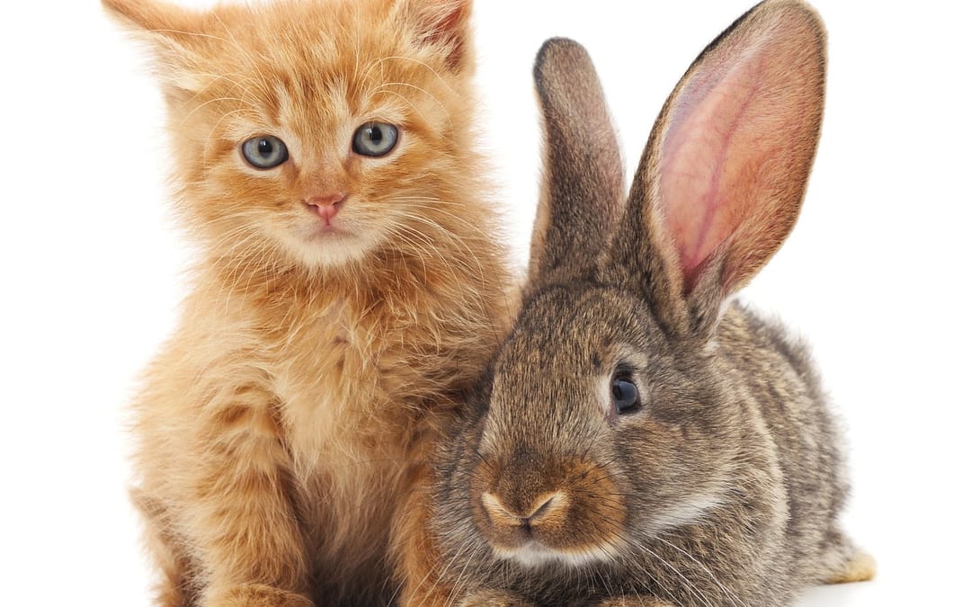 cats vs. rabbits