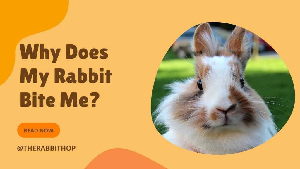 Title-Why Does My Rabbit Bite Me