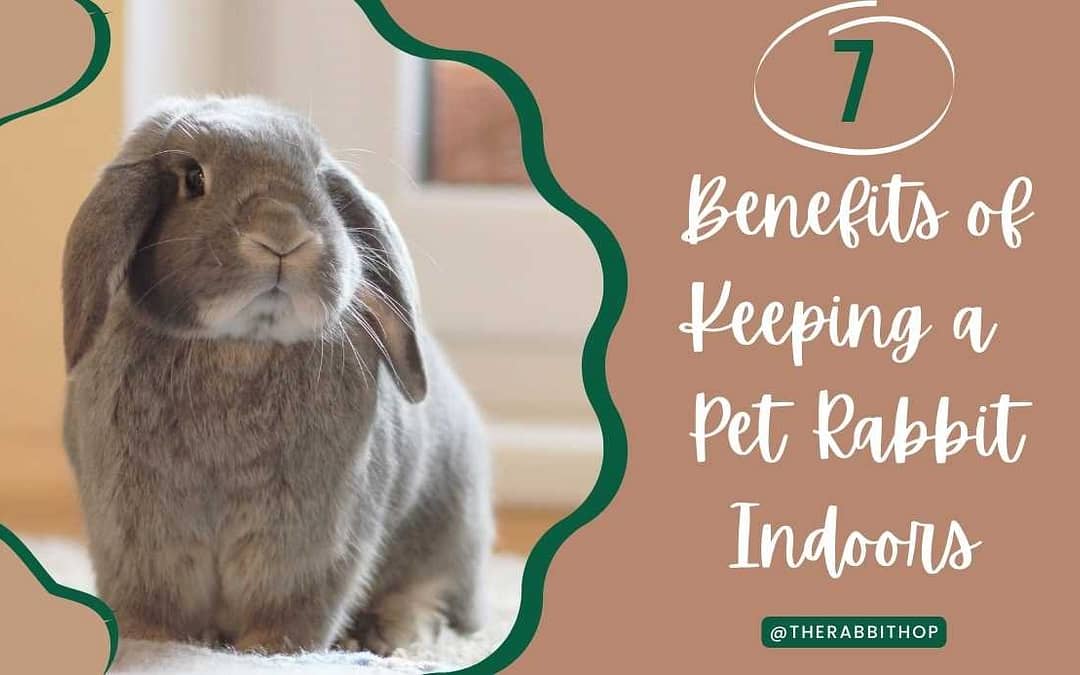 Title-7 Benefits of Keeping a Pet Rabbit Indoors