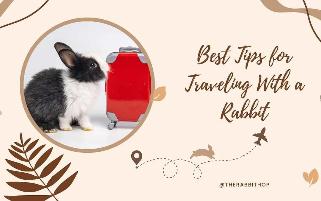 Title-Best Tips for Traveling With a Rabbit
