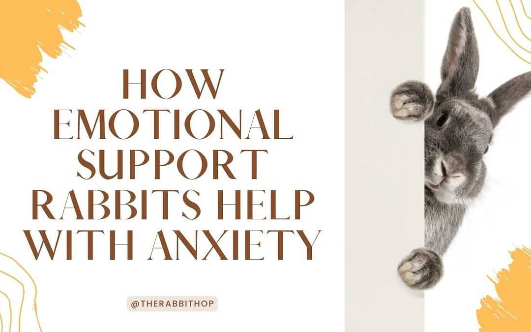 Title-How Emotional Support Rabbits Help with Anxiety