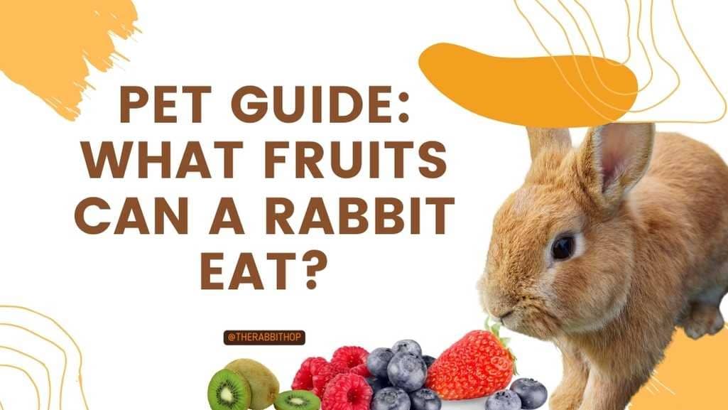 Title-Pet Guide What Fruits Can A Rabbit Eat