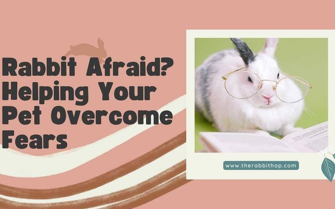 Title-Rabbit Afraid Helping Your Pet Overcome Fears