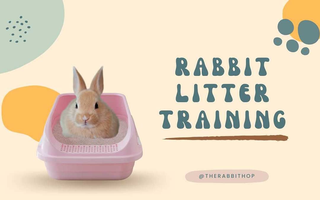 Litter Train Your Rabbit- Easy Tips