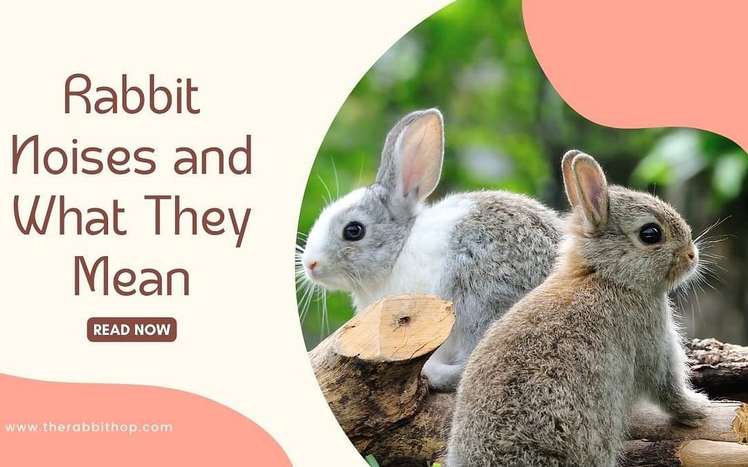 Title-Rabbit Noises and What They Mean