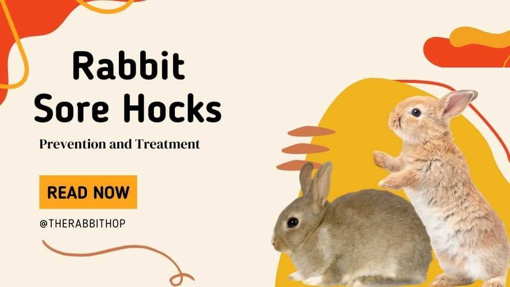Title-Rabbit Sore Hocks