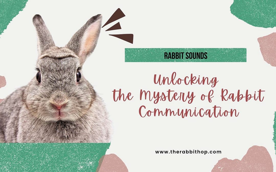 Titlte-Rabbit Sounds, Unlocking the Mystery of Rabbit Communication