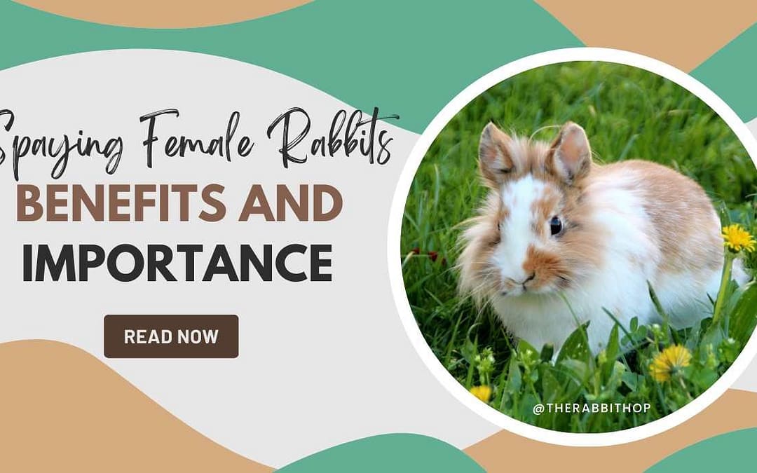 Title-Spaying Female Rabbits- Benefits and Importance