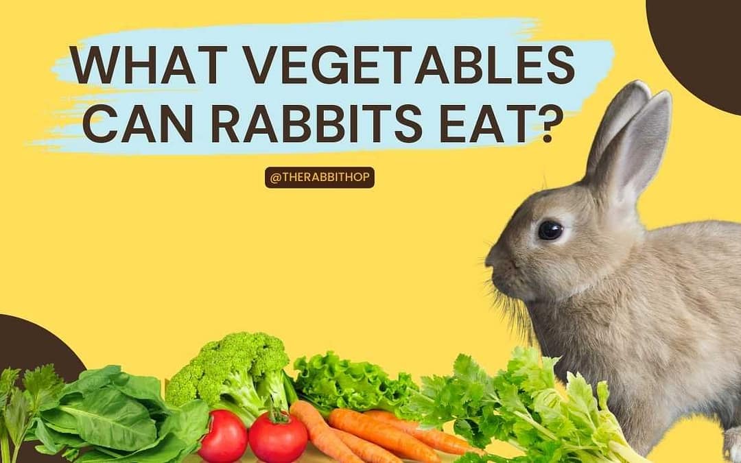Title-What Vegetables Can Rabbits Eat