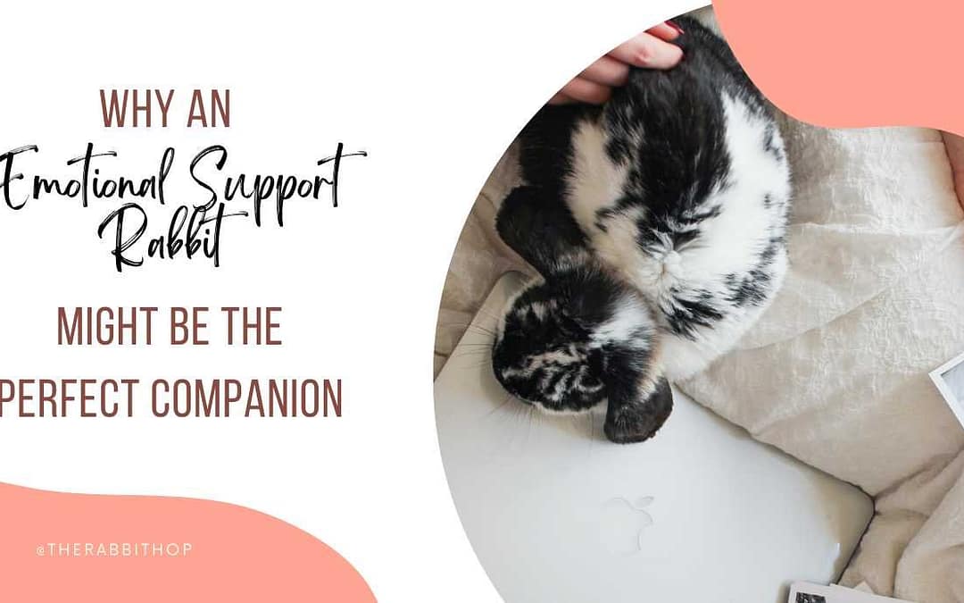 Title-Why an Emotional Support Rabbit Might Be the Perfect Companion