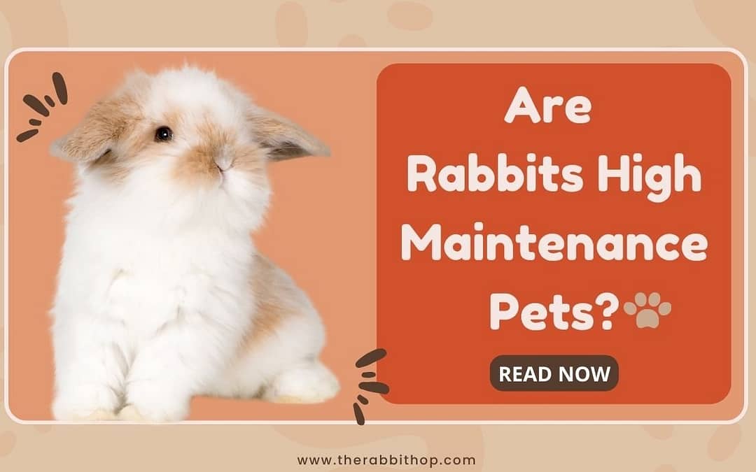Are Rabbits High Maintenance Pets