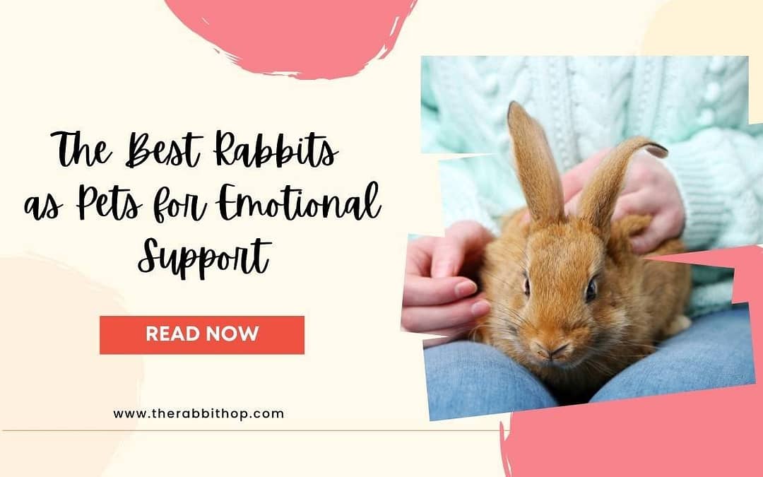 The Best Rabbits as Pets for Emotional Support