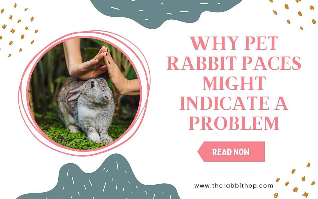 Why Pet Rabbit Paces Might Indicate a Problem
