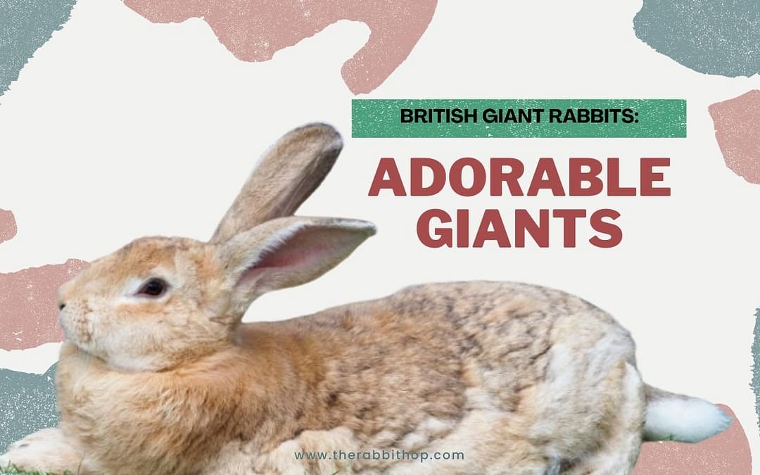 British Giant Rabbits Adorable Giants