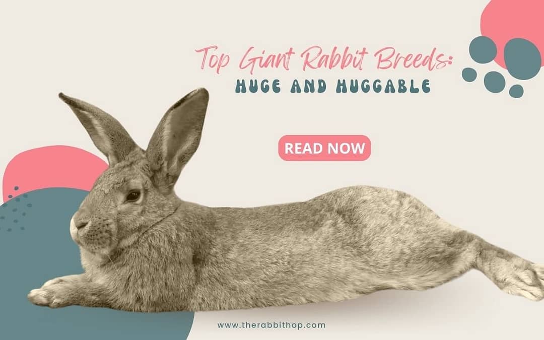 Top Giant Rabbit Breeds: Huge and Huggable!