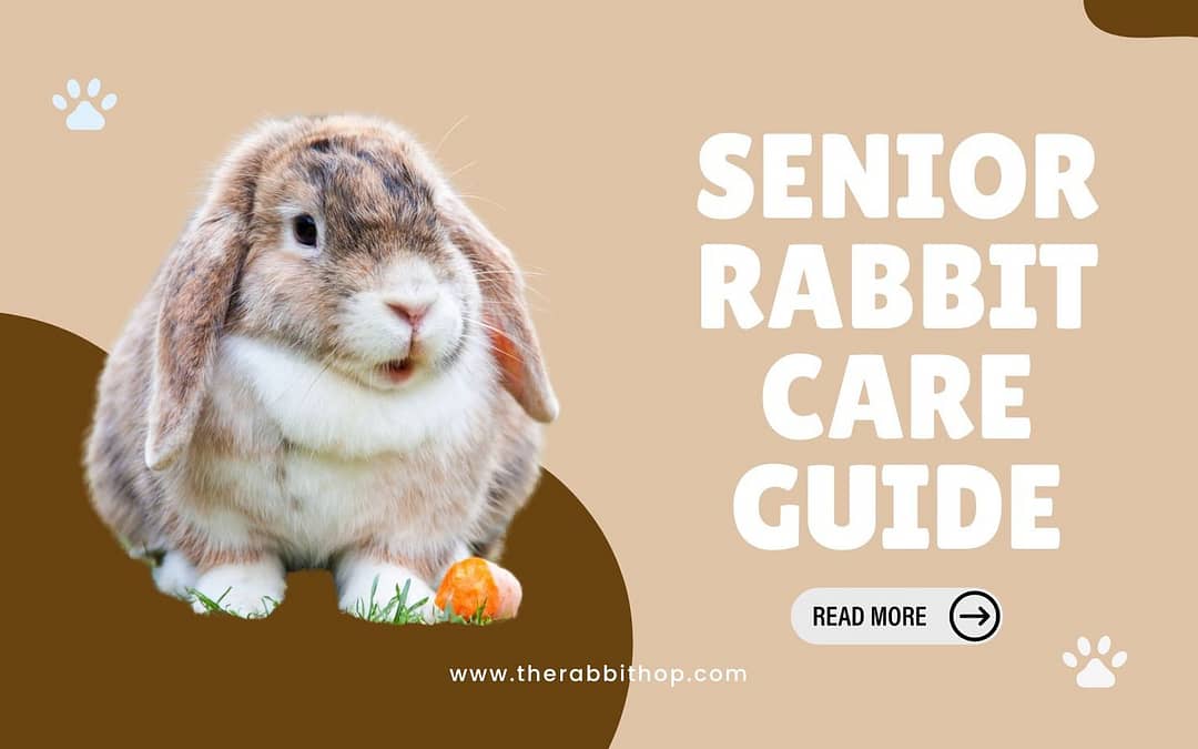 Senior Rabbit Care Guide