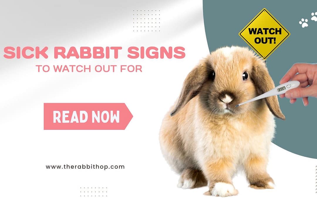 Sick Rabbit Signs to Watch Out For