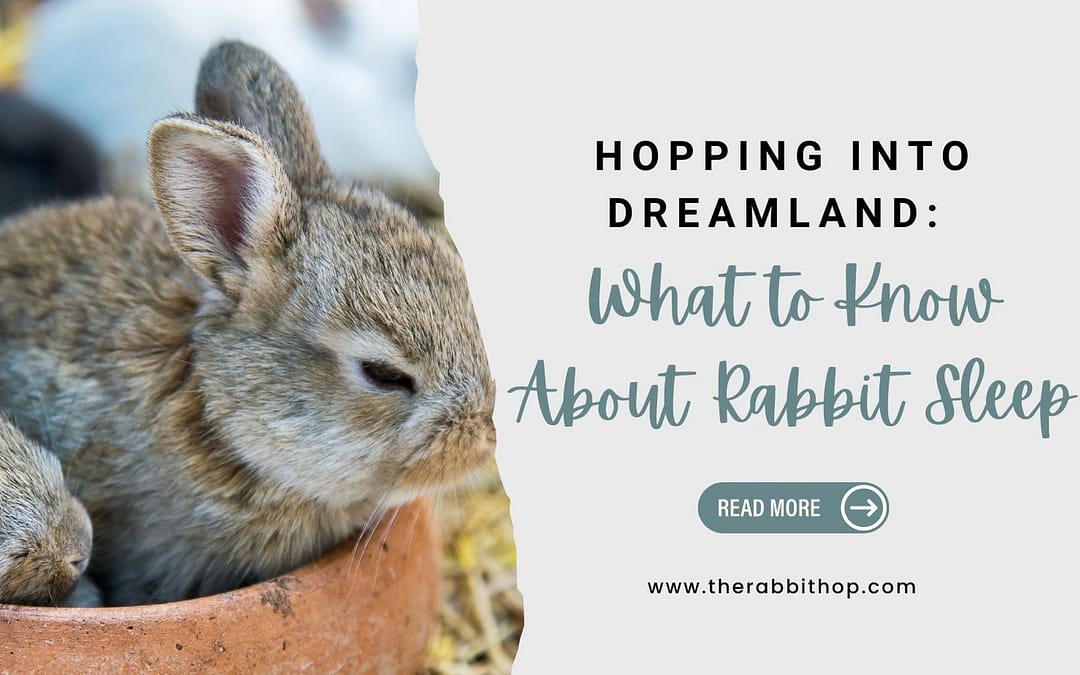 Hopping Into Dreamland: What to Know About Rabbit Sleep