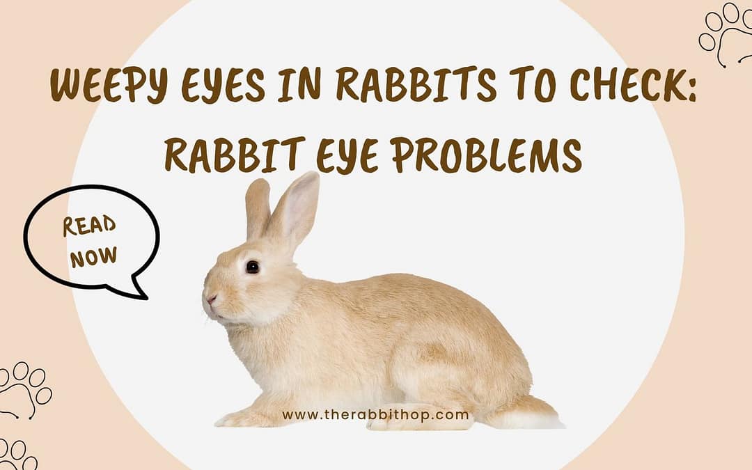 Weepy Eyes in Rabbits to Check Rabbit Eye Problems