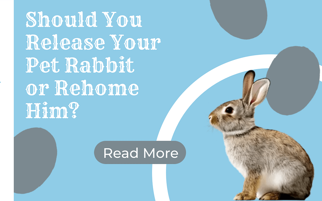 Should You Release Your Pet Rabbit or Rehome Him?