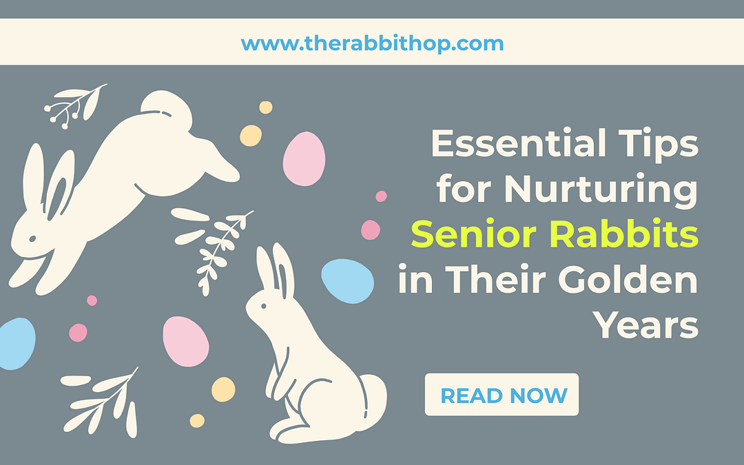 Essential Tips for Nurturing Senior Rabbits in Their Golden Years