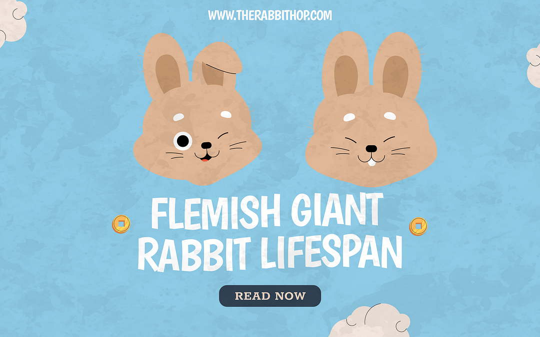 Flemish Giant Rabbit Lifespan