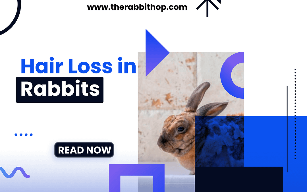 Hair Loss in Rabbits