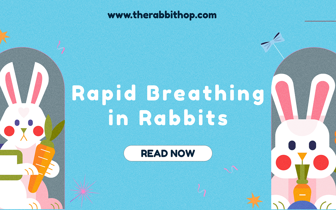 Rapid Breathing in Rabbits: Why Is My Bunny Breathing Fast?