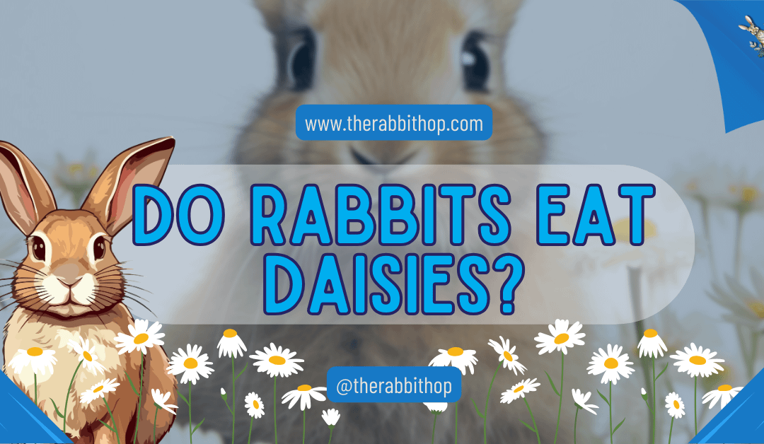 Do Rabbits Eat Daisies?