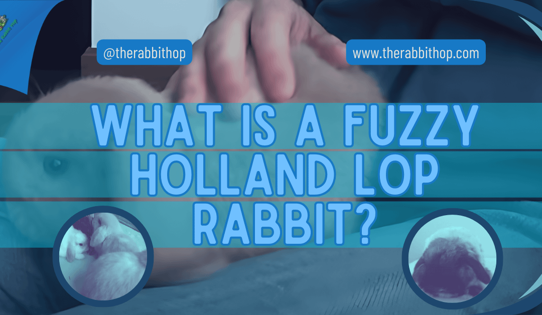 What is a Fuzzy Holland Lop Rabbit?