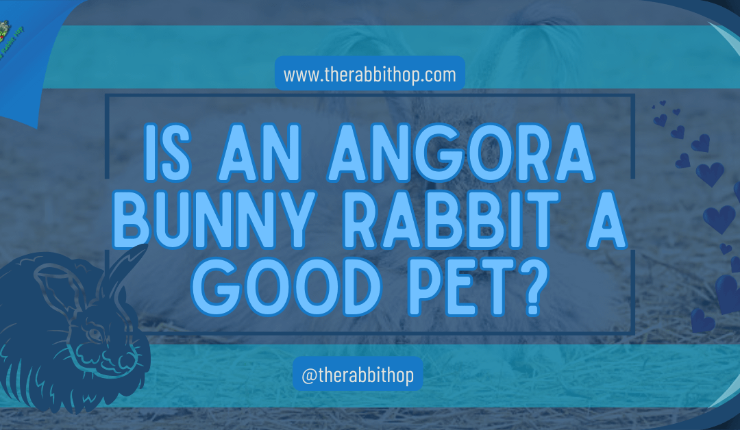Is an Angora Bunny Rabbit a Good Pet?