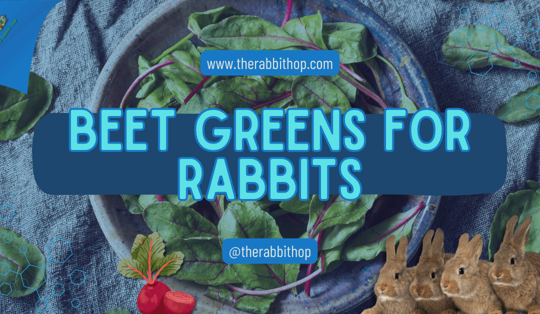 Beet Greens for Rabbits