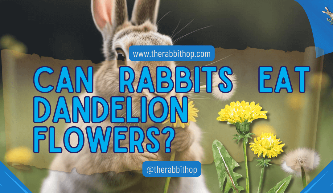 Can Rabbits Eat Dandelion Flowers?