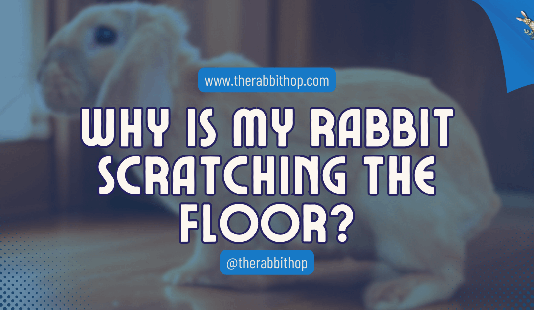 Why Is My Rabbit Scratching the Floor?