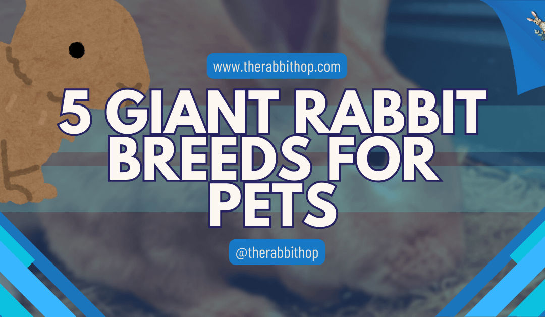 5 Giant Rabbit Breeds for Pets