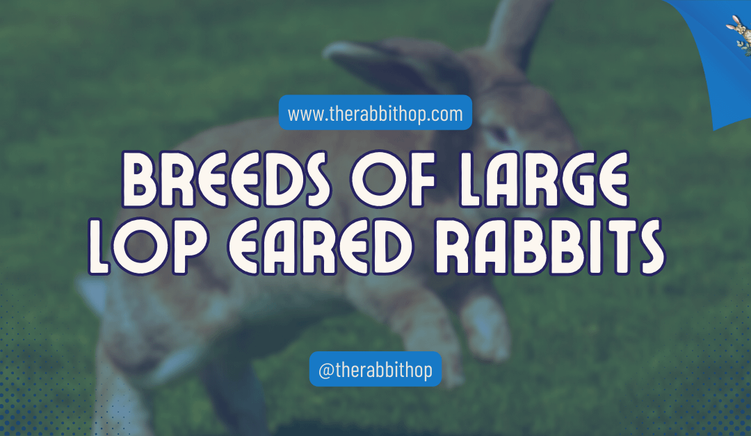 Breeds of Large Lop Eared Rabbits