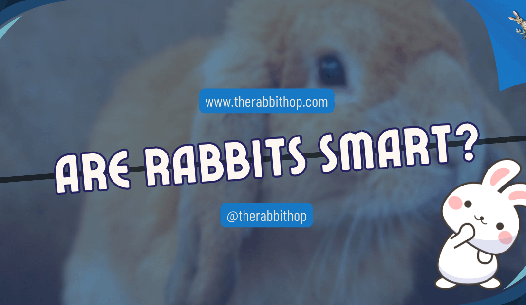 Are Rabbits Smart?