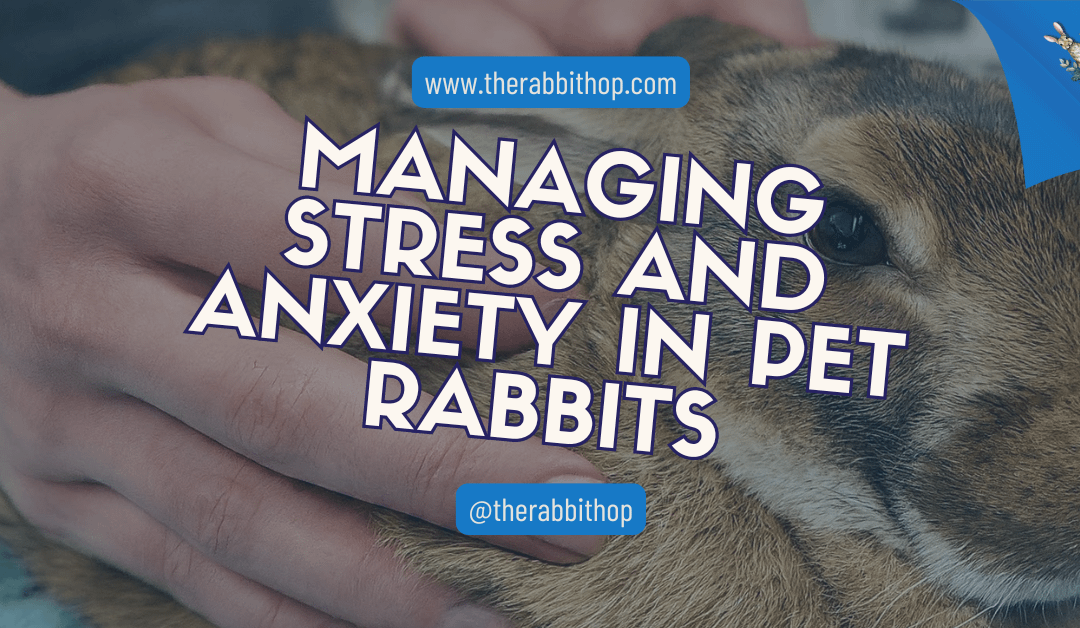 Managing Stress and Anxiety in Pet Rabbits