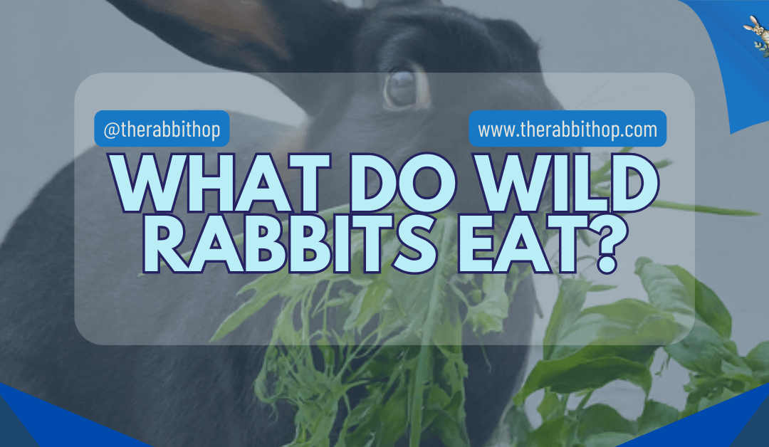 What Do Wild Rabbits Eat?