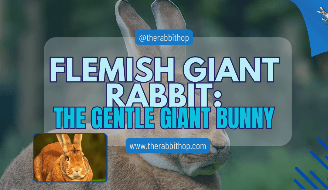 Flemish Giant Rabbit: The Gentle Giant Bunny