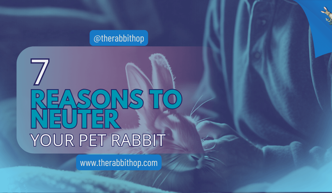 7 Reasons To Neuter Your Pet Rabbit