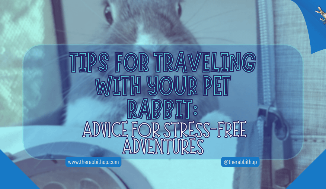 Tips for Traveling With Your Pet Rabbit: Advice for Stress-Free Adventures