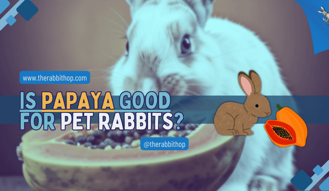 Is Papaya Good for Pet Rabbits?